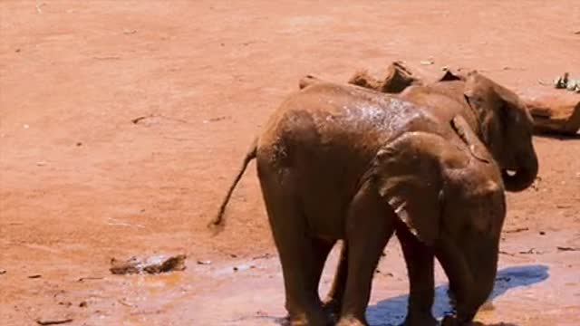 baby elephants playing together