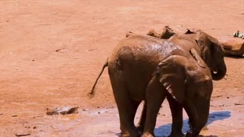 baby elephants playing together