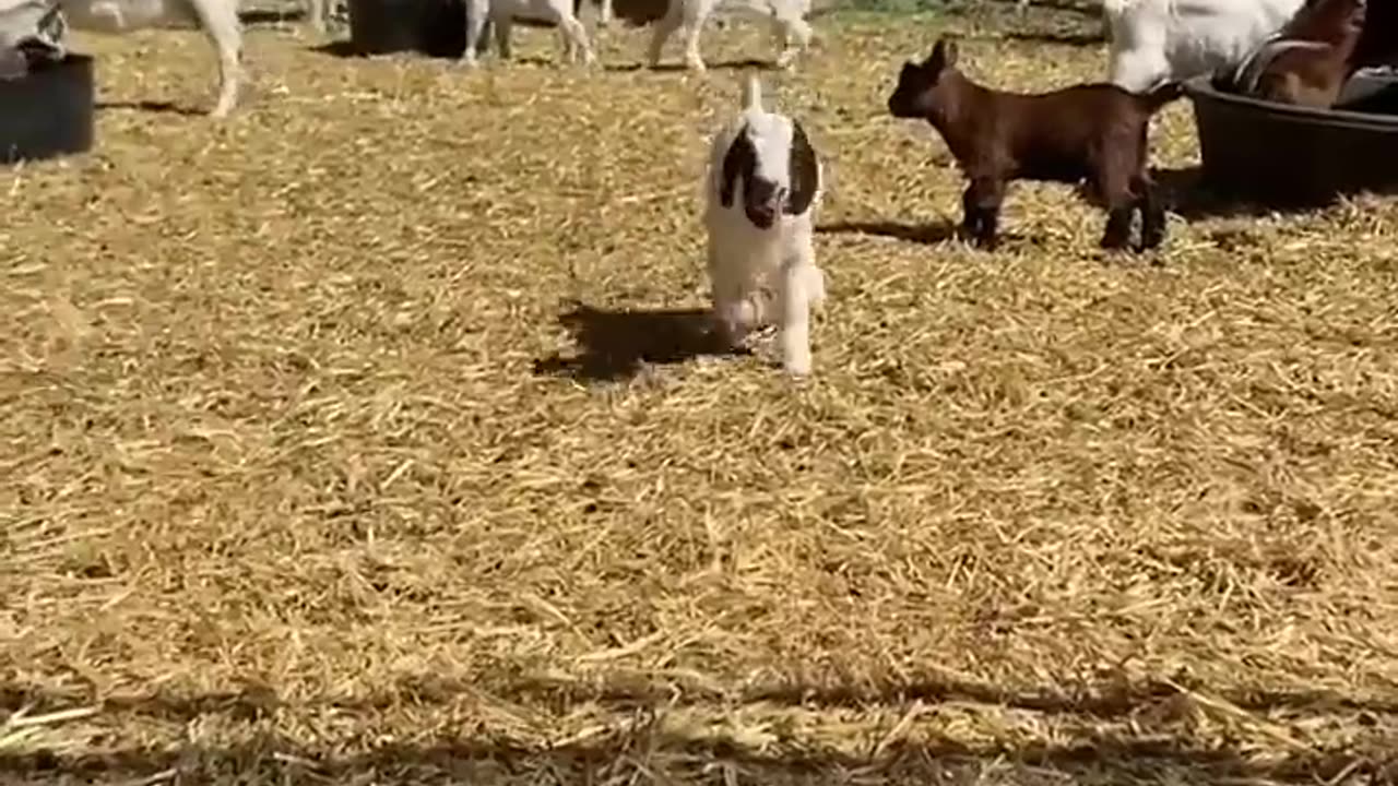 Video crazy goats🐐🐐🐐