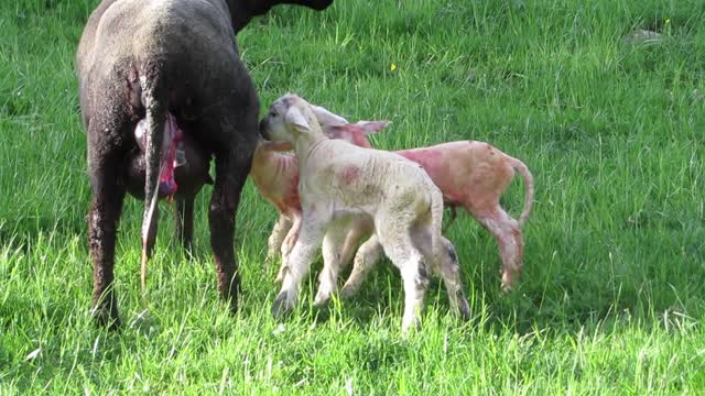 A sheep breastfeeds its young after they are born