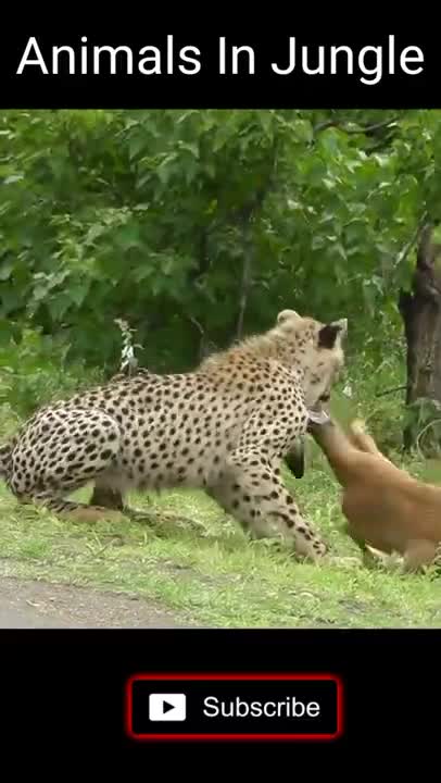 Lion Vs any animals Wild animals Jaguar Best Animals Lion vs animal (Animals In Jungle) #Shorts #top