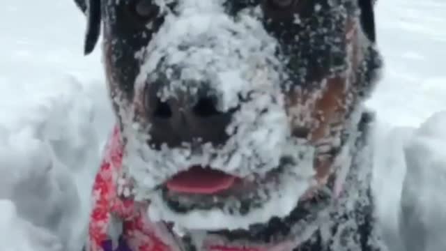 Dog running in deep snow can barely see head