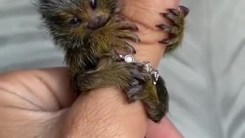 You never saw before...Cute FINGER MONKEY😍😍😍