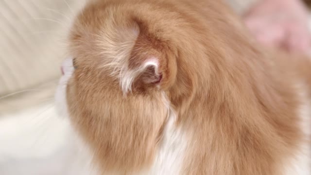 A Cat Getting Petting On The Bed