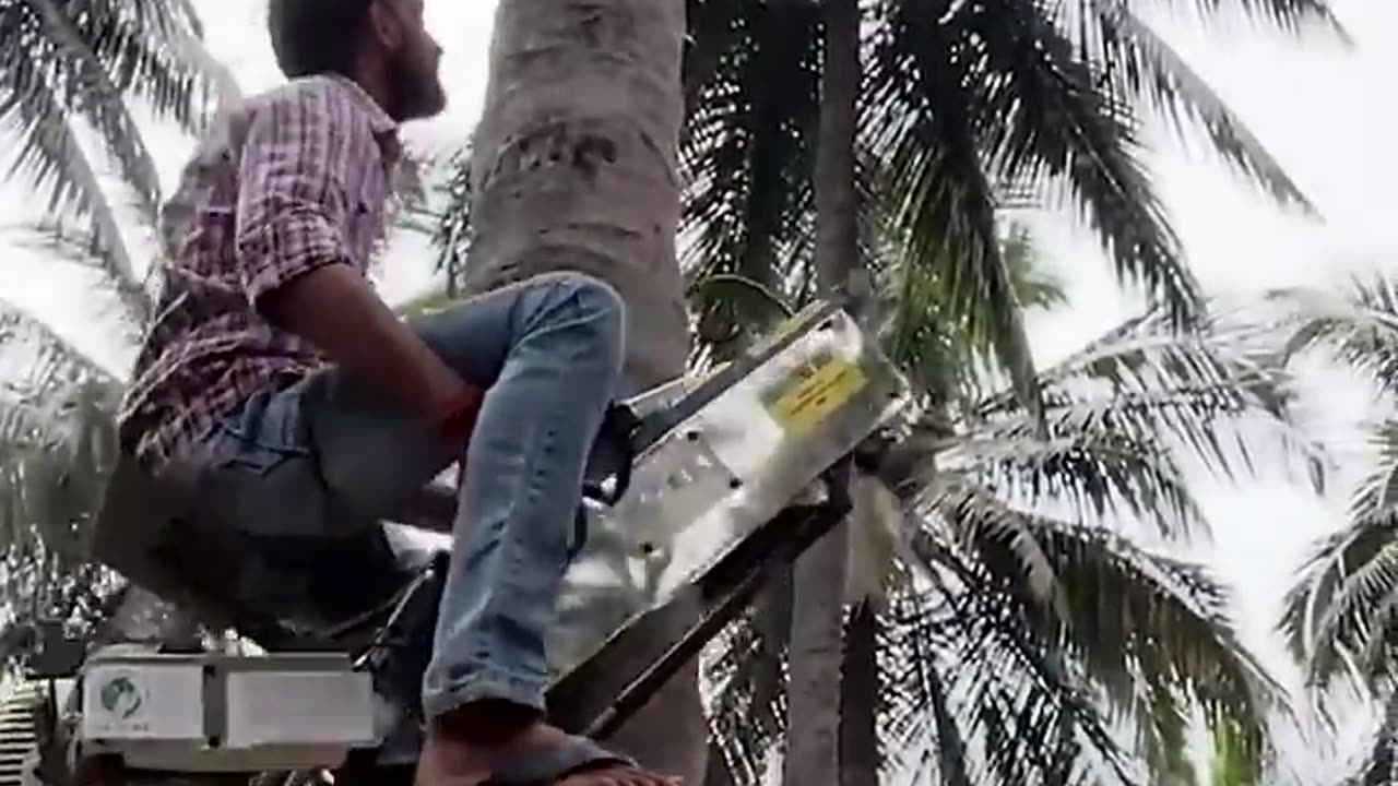 This is a lot faster than shaking the tree...🤯🌴 I 🎥_ @peters-make-it-possible #trees #machinery