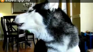 smart husky