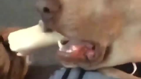 Dogs Frightened