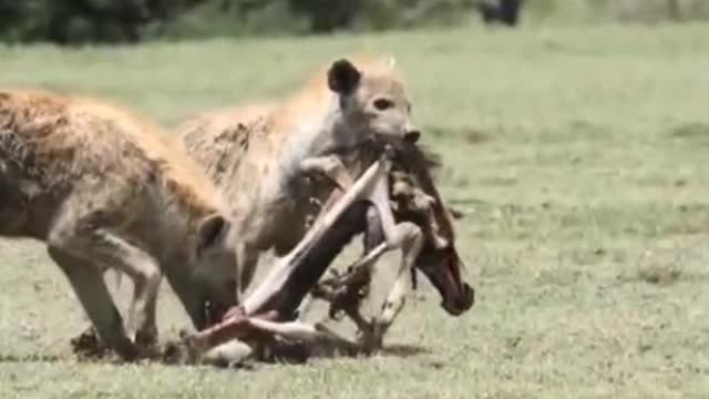 Lions are natural advanced hunters