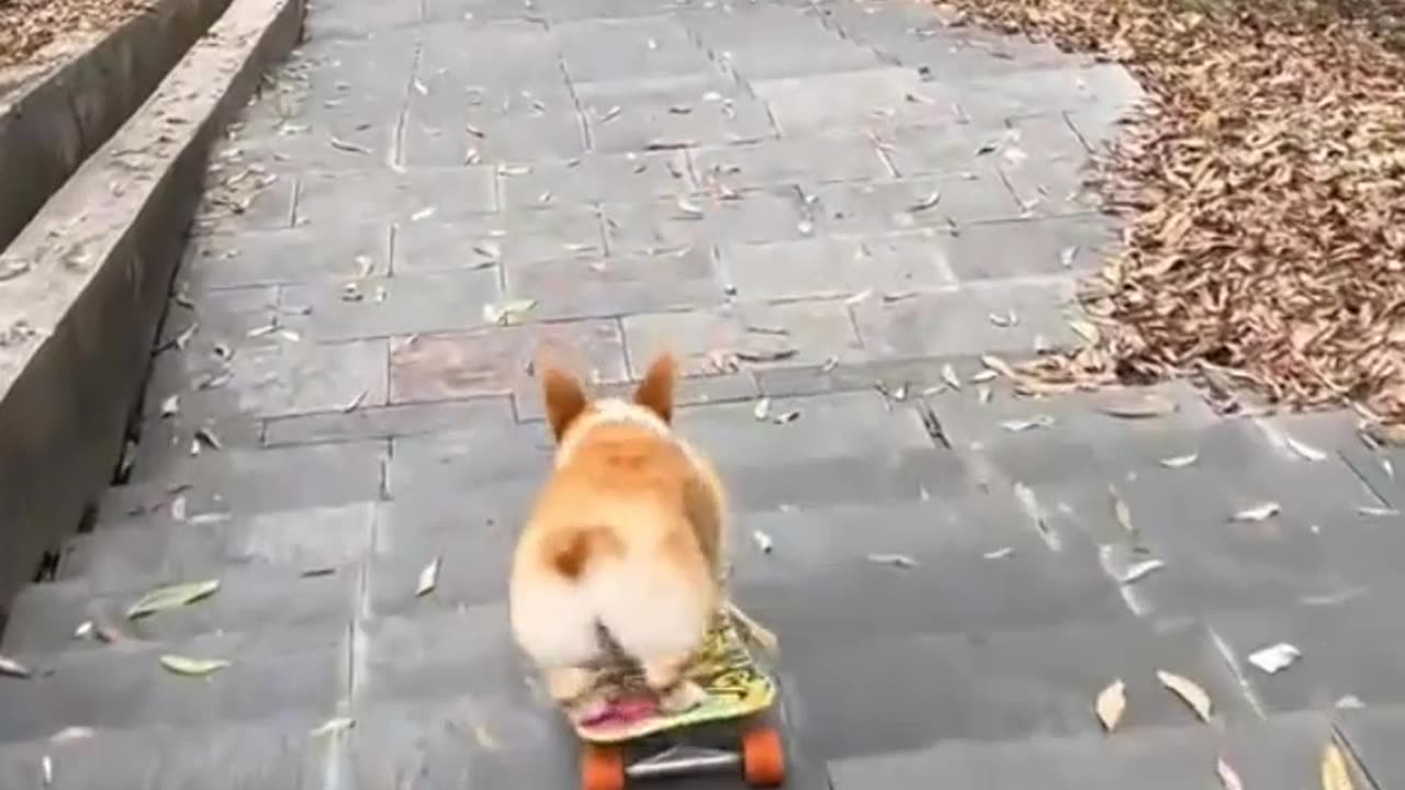 Cute dog with skateboard