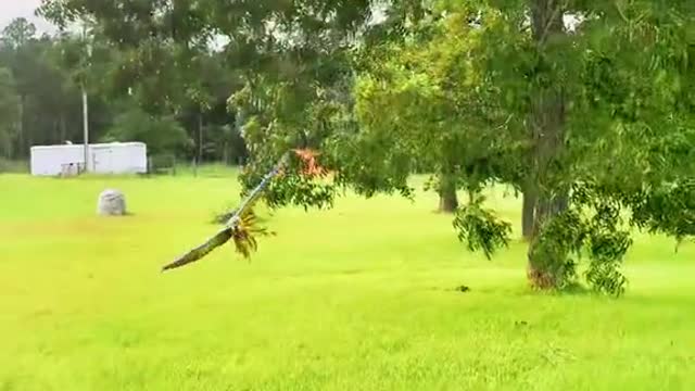 strawhatparrots#crash#fail