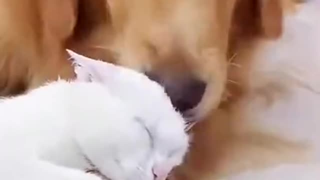 Dog likes ears Very Cute Retriever (1)