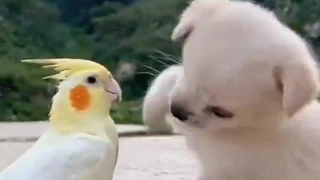 Parrots are dogs' best friends. Look how happy they are playing