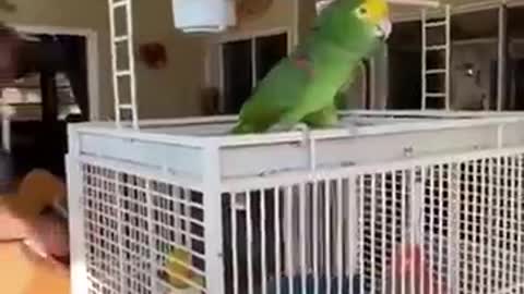 This parrot can sing better than many people.