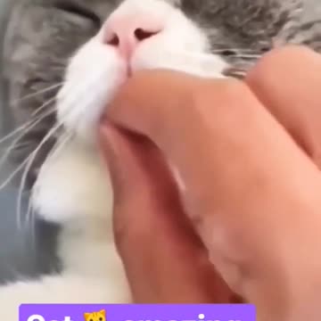 amazing cat short video #short #video #amazing#short