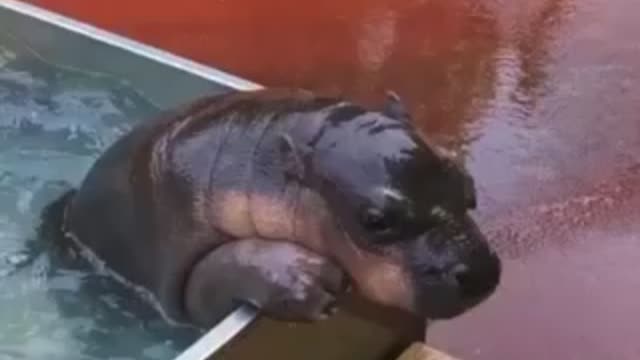 ANIMAL WORLD - CUTE LITTLE HIPPO