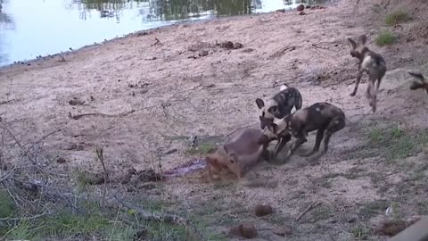 Wild Dogs / Best attack