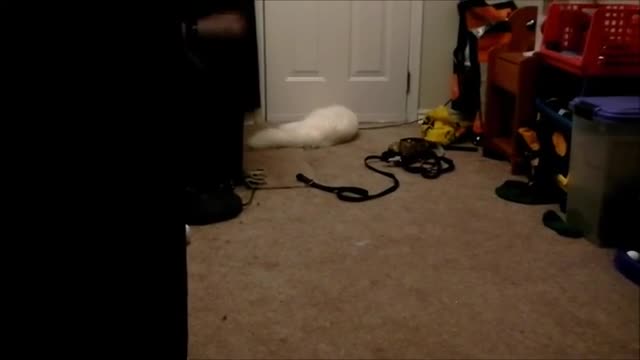 Siberian Cat Playing Fetch and Sitting!