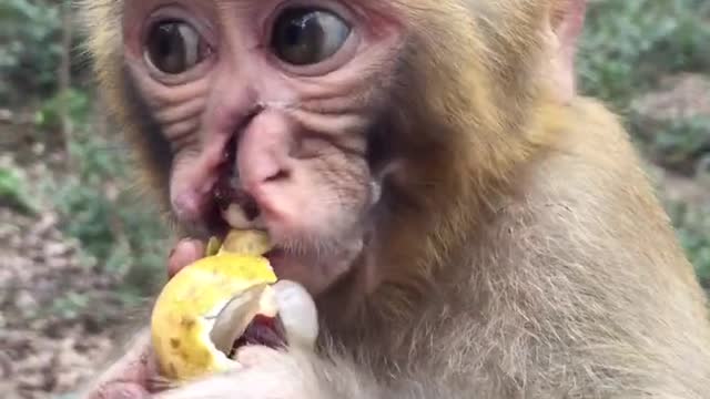 Baby Monkey with Nasal Trauma Eats Longan