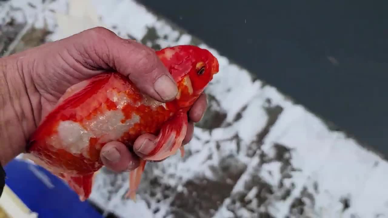 ''Wow' such a beautiful big red fish