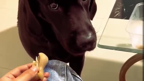 Pretend to sleep and see how the dog reacts。