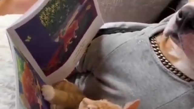 Dog and cat love 😍