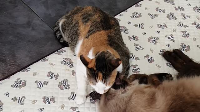 Cat grooming her friend cat (so cute)