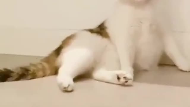 Tiktok - I'M SINGER! Là lá la hahaha CAT- 😨😱