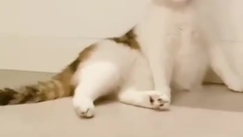 Tiktok - I'M SINGER! Là lá la hahaha CAT- 😨😱