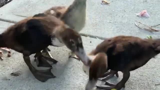 This Rehabilitated Baby Sister Duck Reunite With Her Siblings After 6 Months