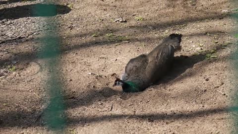 Young female peacock bathes in dust