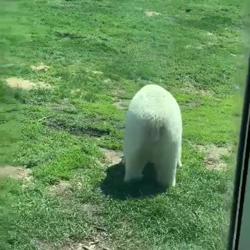 Polar Bear tries to attack kid!!