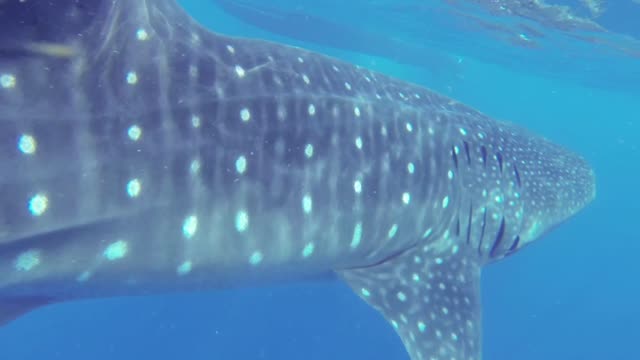 A whale shark feeding on plankton off the coast of Mexico. Shot at 50fps