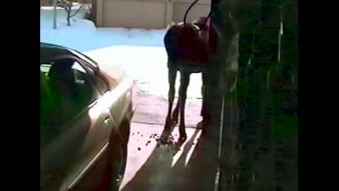 A Moose Poops In A Woman's Garage