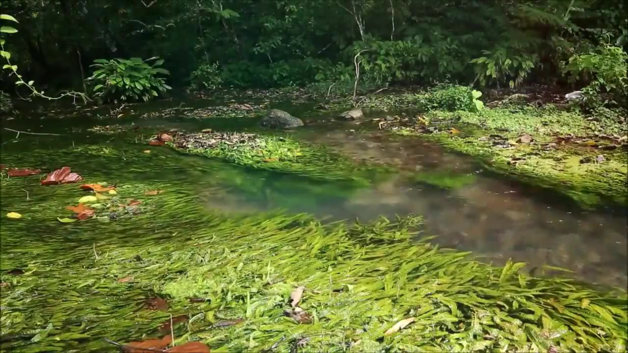 Bukit lawang Indonesian