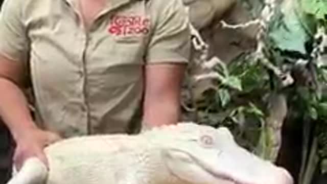 Jacaré Albino comendo lagosta