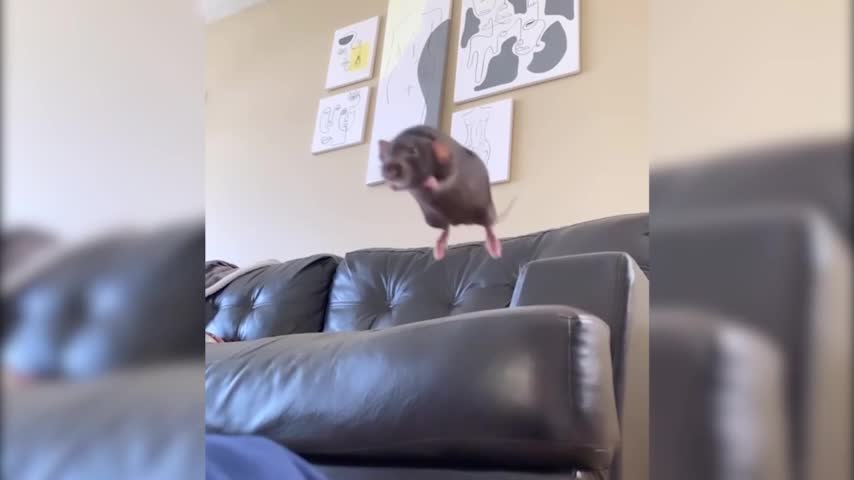 Say cheese- Jumping rats