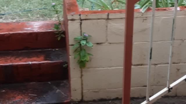 rain at my dad place