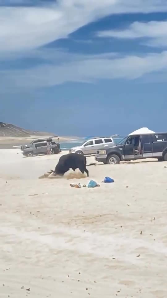 Woman attacked by bull on Mexico beach after ignoring warnings