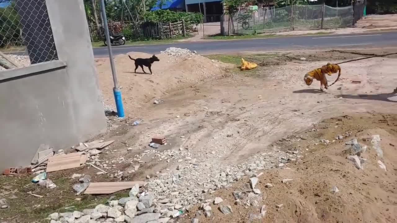 fake tiger prank dog funny | prank dog sound
