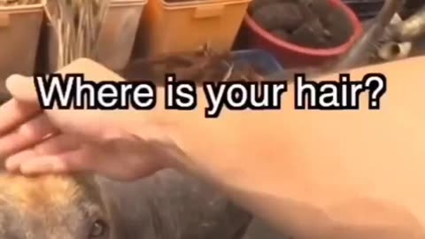 Dog Heard You Talking Trash