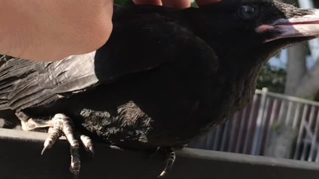 The Adventures of Nom Nom the Crow