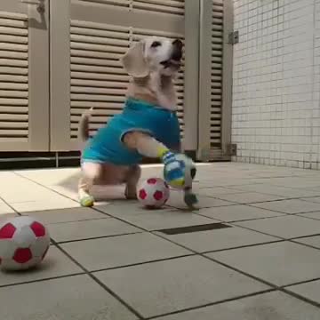 Watch this adorable dog playing