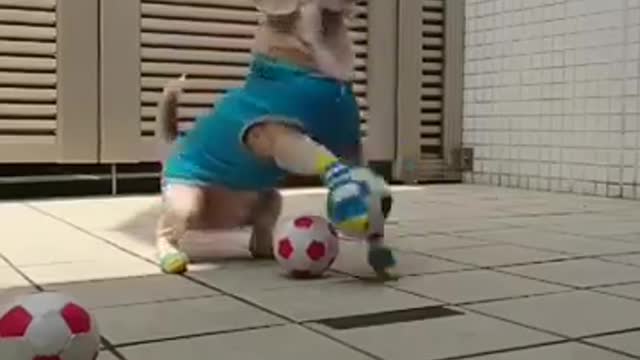 Watch this adorable dog playing