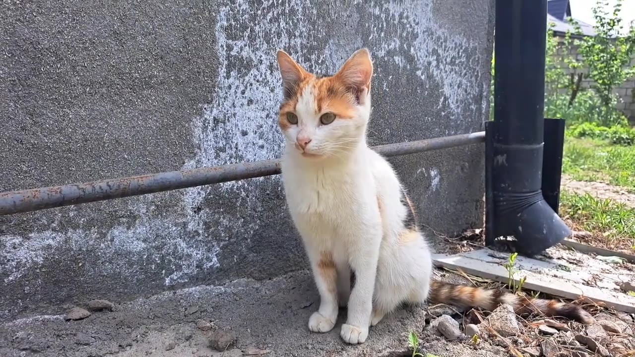 While the mother cat was gone, I played with the kittens