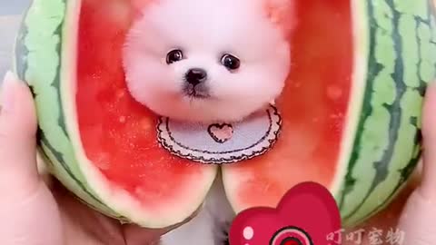 Cute & Funny Dog~ Cup Pubby