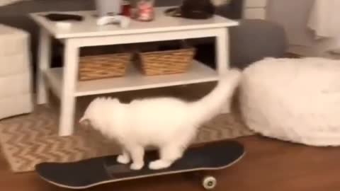 Cute cat doing skateboarding 😀