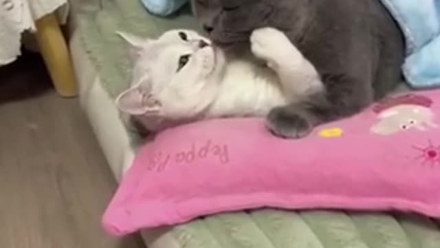 Funniest_cat_and_dog_video!! Part 15
