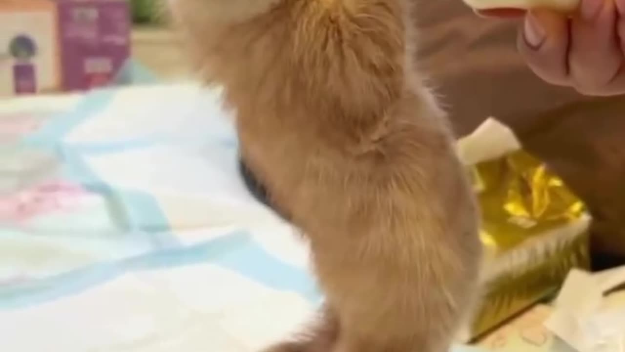 Have you seen the orange cat drinking milk funny