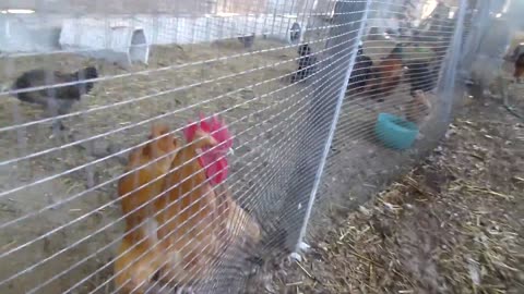 Silkie pullets (9)