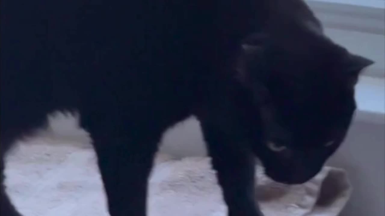 Adopting a Cat from a Shelter Vlog - Cute Precious Piper Finishes Her Day at the Spa #shorts